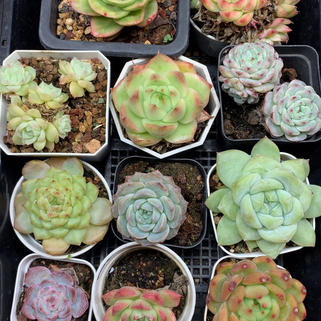 1111-115 套餐一组