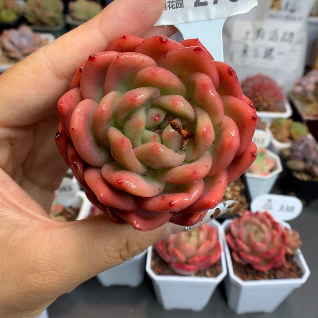 276包子脸梦露多肉植物