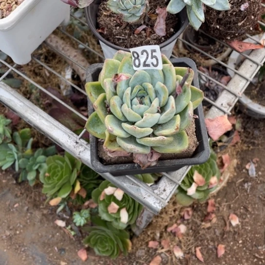 ?**吗825泡芙多肉植物