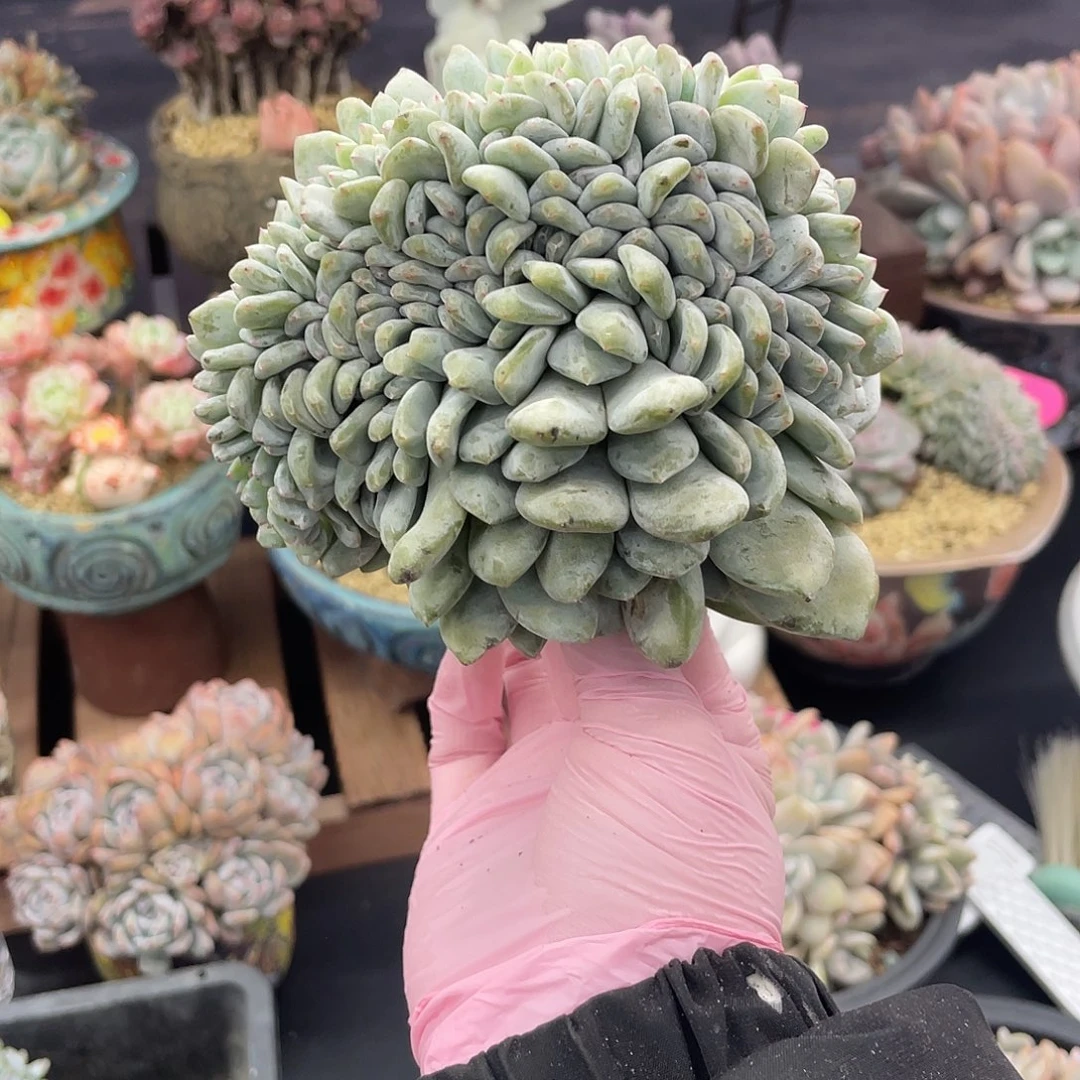 果****实生星影缀化。