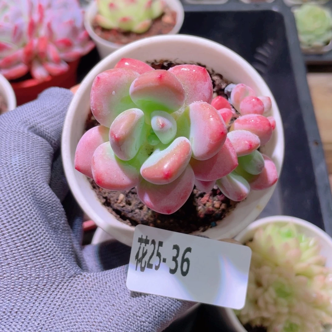 花利美25-36洛神