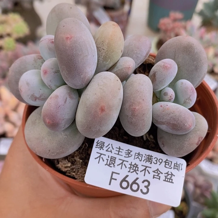 黄金大叶奶8cm663多肉植物