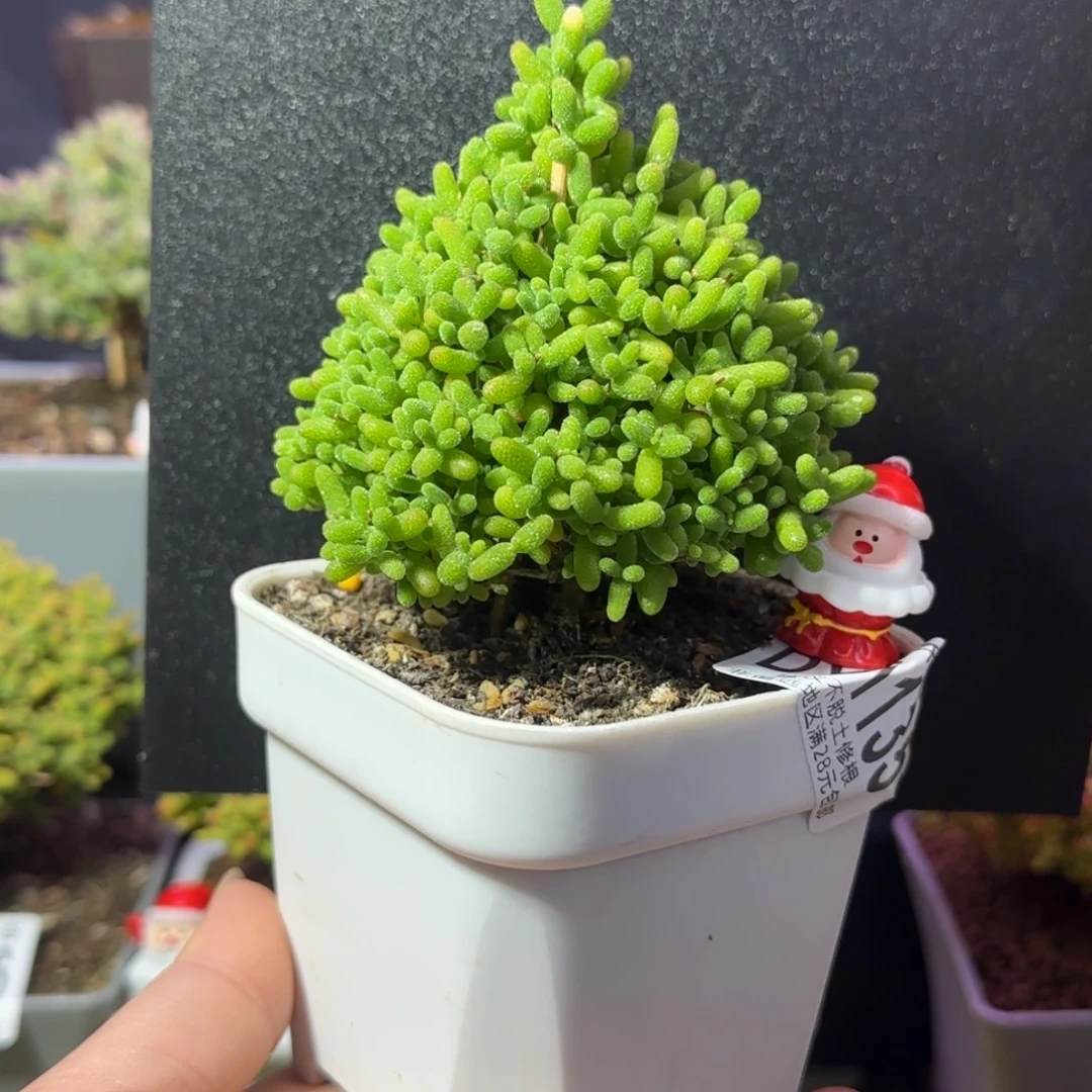 dy1135蜜橘圣诞树直杆高9cm带配件