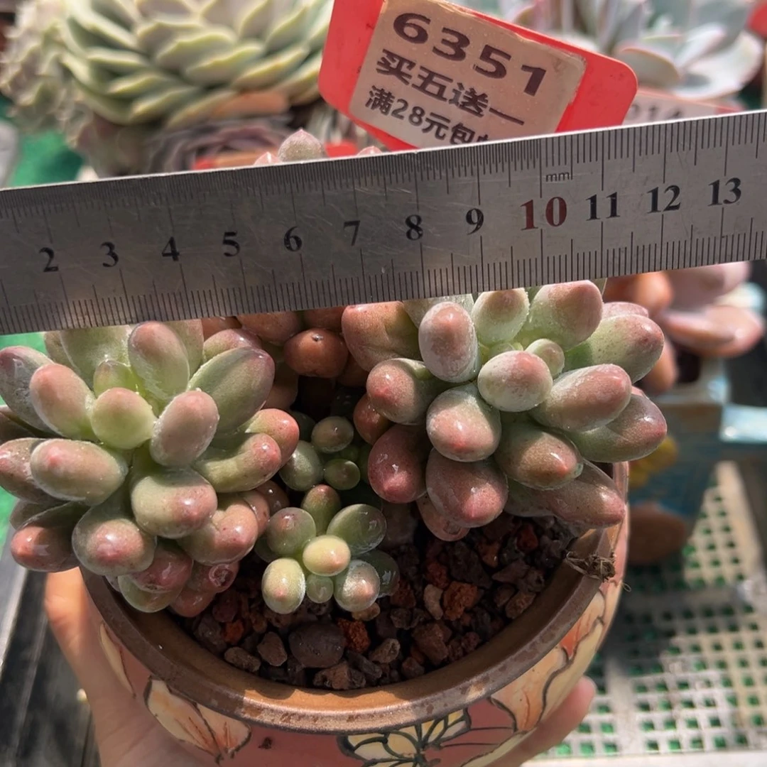 表妹精品多肉植物6351.