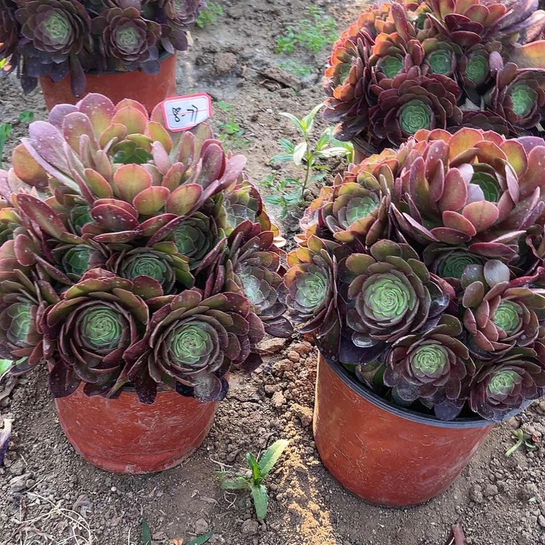 8-77万圣节地理亮牌8.8一个满3不同