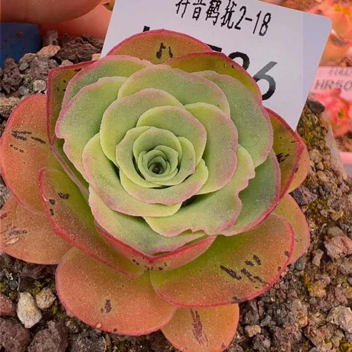 HR526望月折扣88折