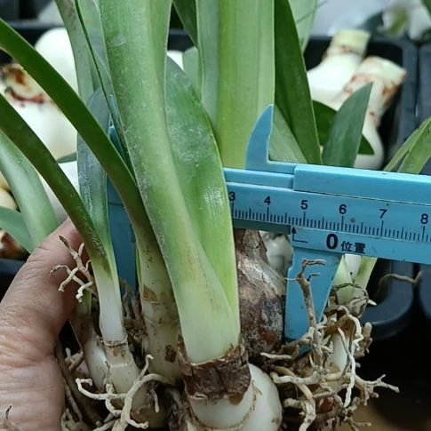 无花朵丽朵香妃4+带10个侧