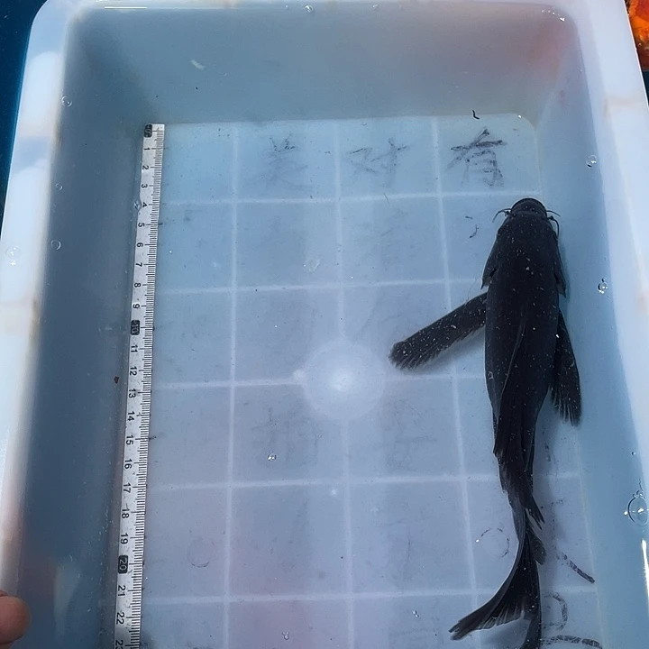 蝴蝶鲤鱼渔场直发31