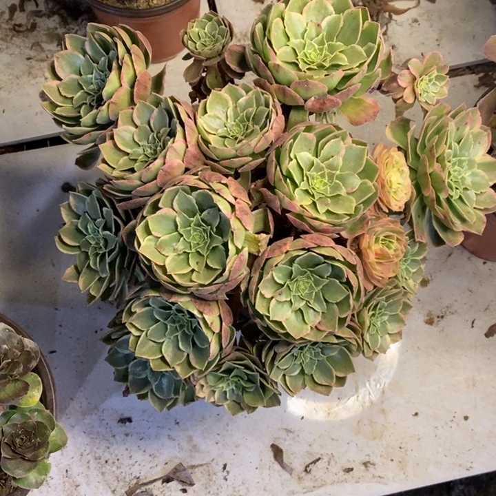 粉花妖多肉断头不包674