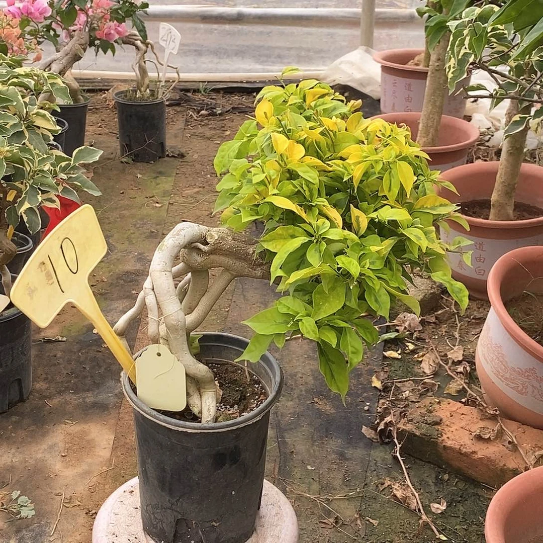 大部分开放少量花苞粉翅膀10