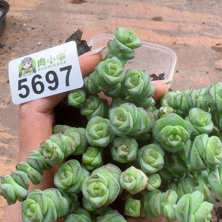 暖*?多肉植物多肉植物