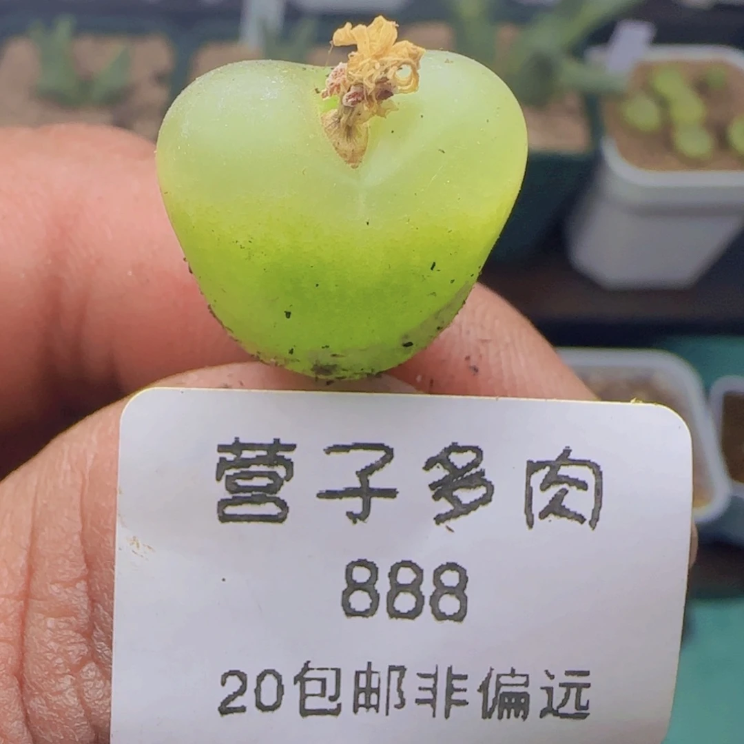 逗*