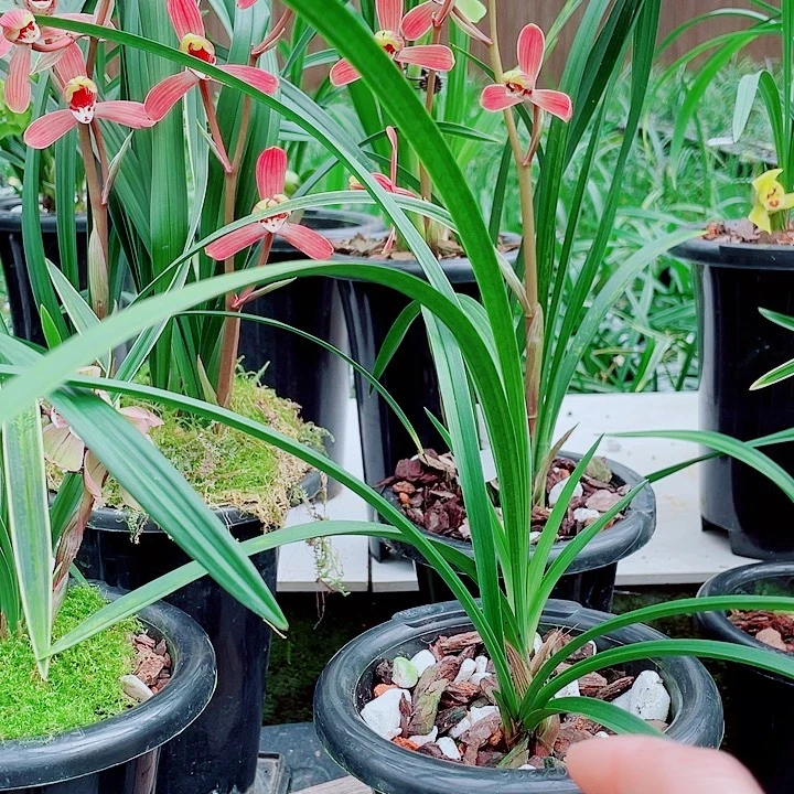 老***蒋完全开放一物一漂亮