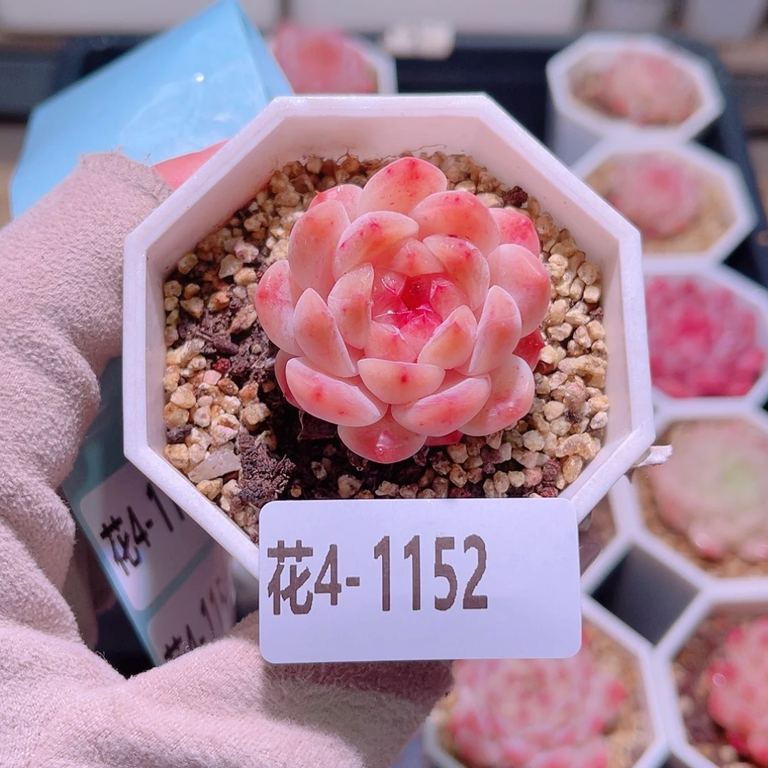 花利美4-1152秘境冰魄