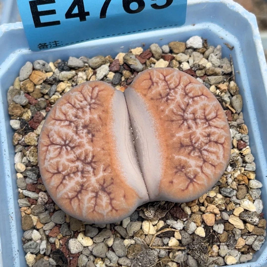 姣***姣4765凹凸铁荒一颗专拍