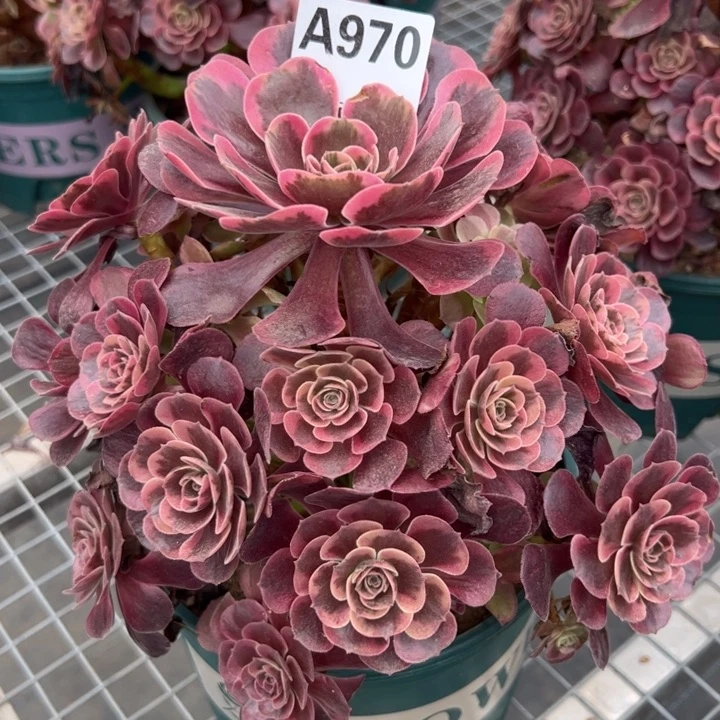 970爱神22厘米左右半木质