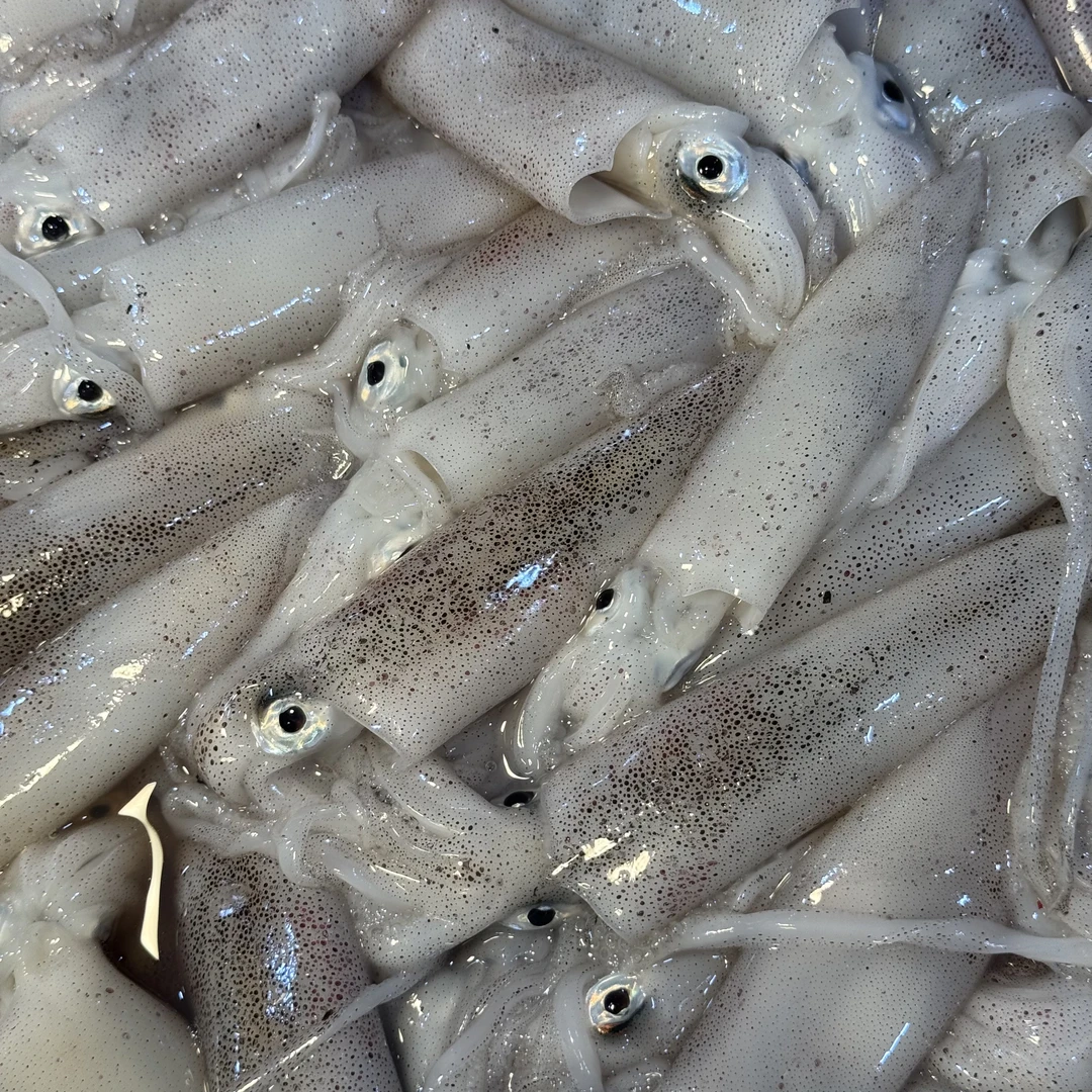 野生汕尾本港（海钓 鱿鱼）