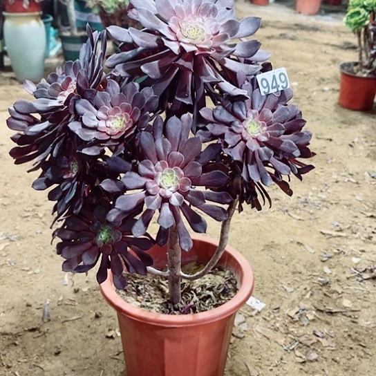 949黑桐老桩法师