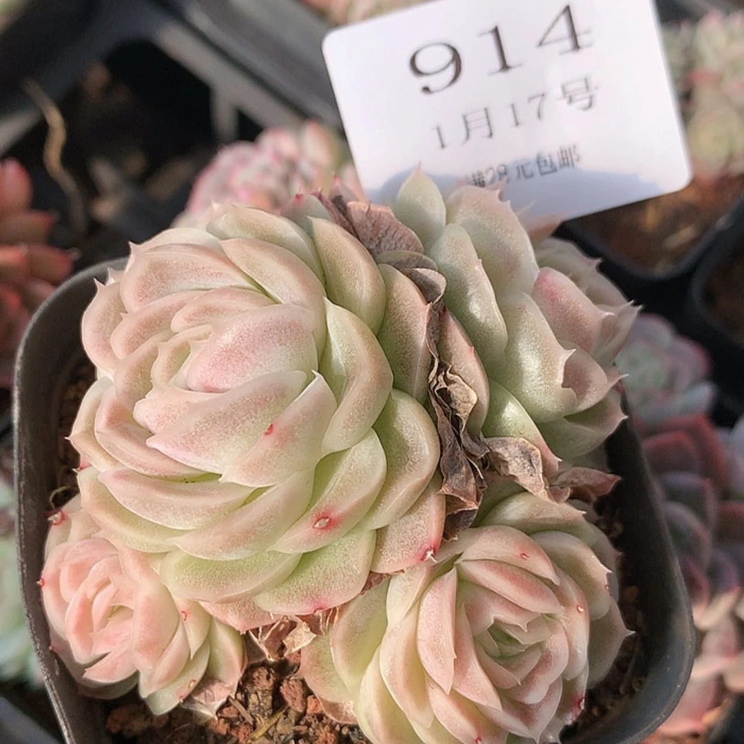 【闪购商品】云914