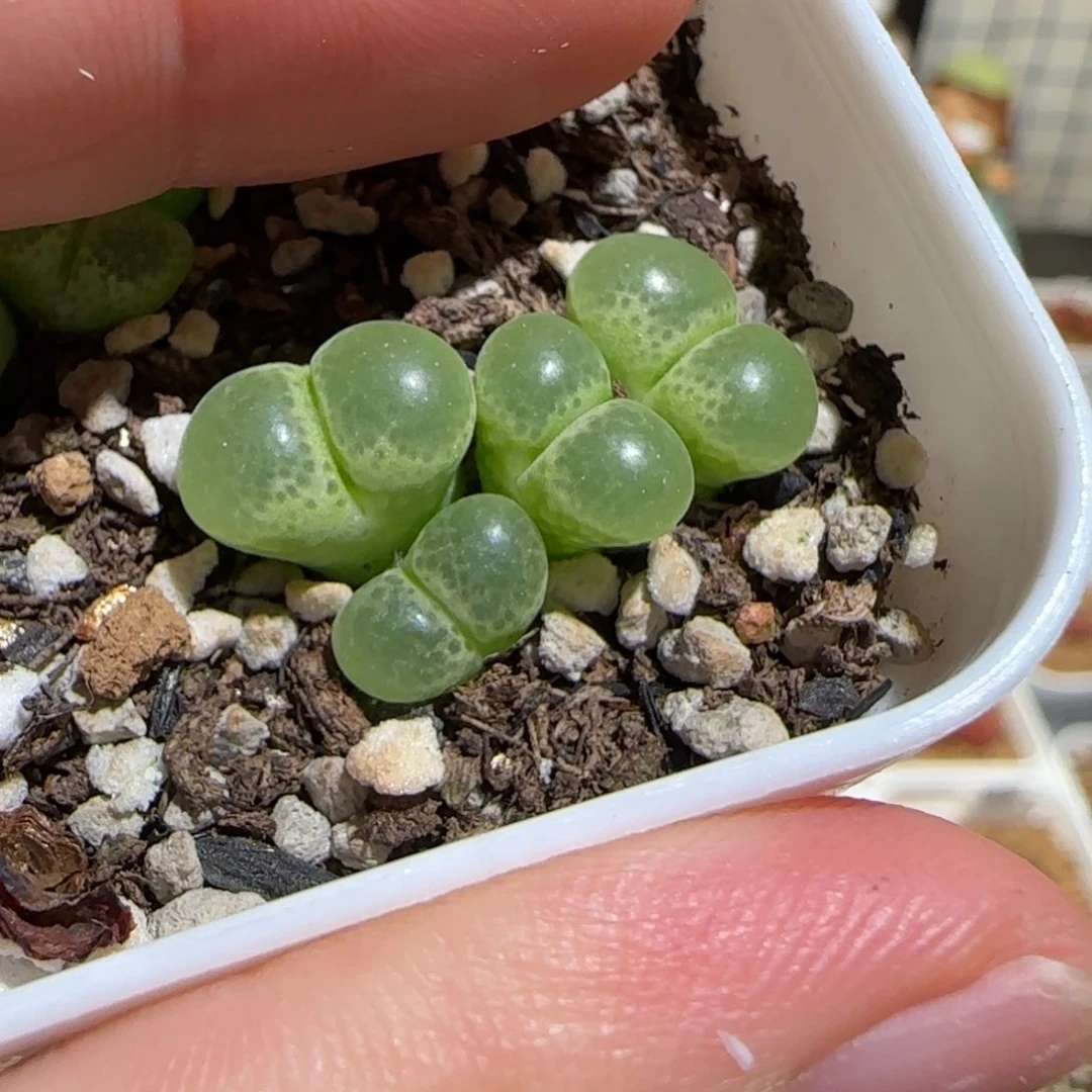 肉锥多肉植物组合-大眼睛风铃1104