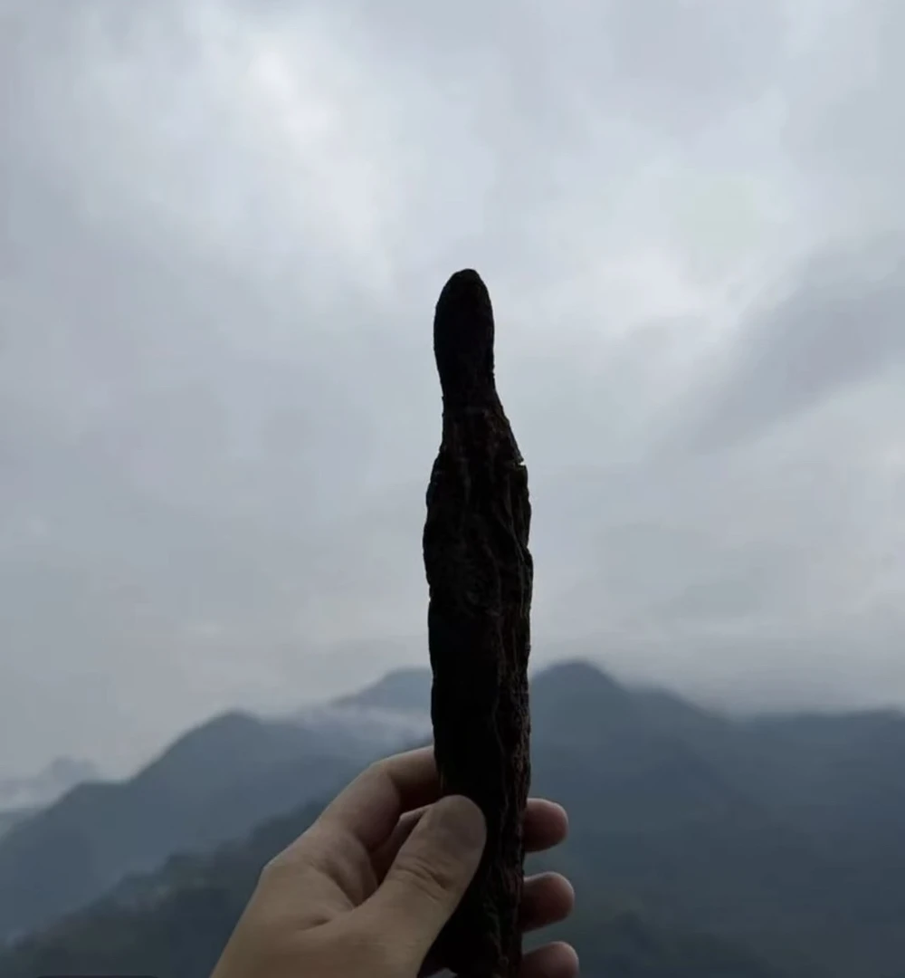 顶天柱 六位泡 高山高海拔 精选原料