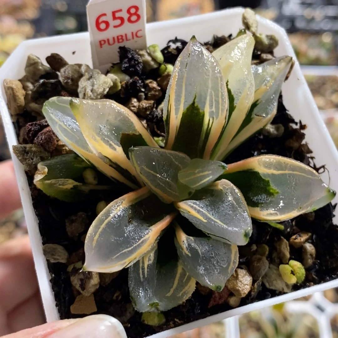 658西瓜变异寿锦一物一图