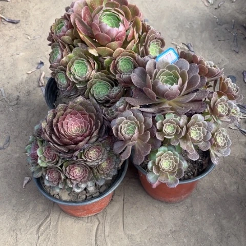 477多肉植物组合，