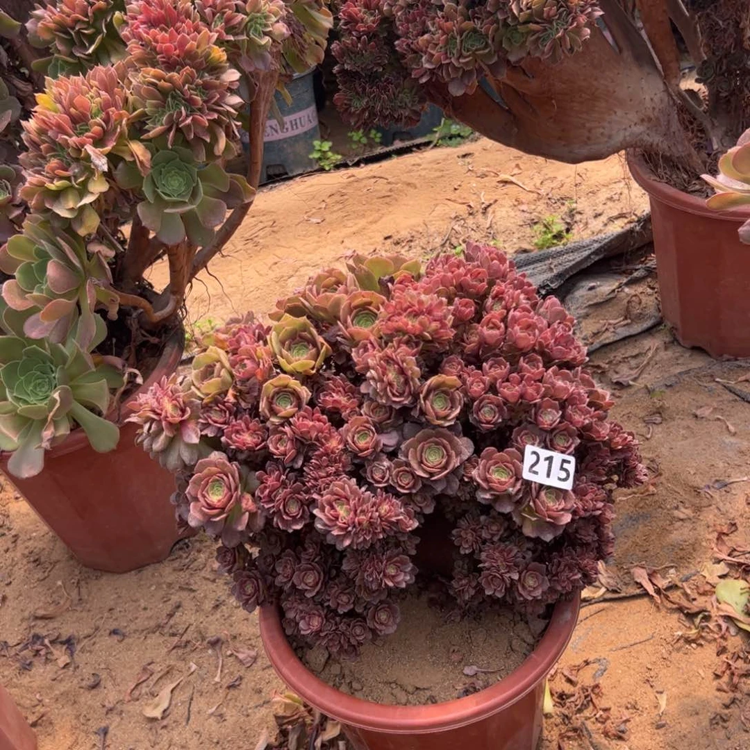 万朵有伤215官府33