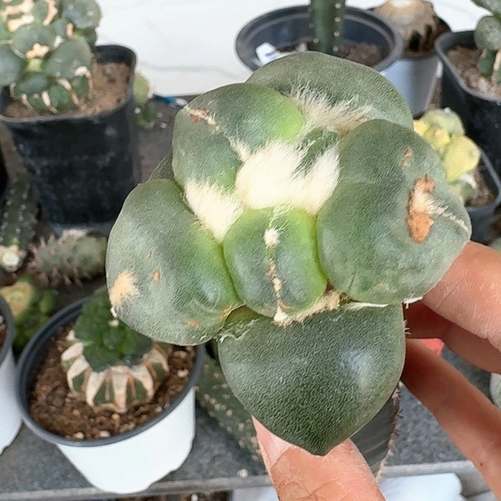 【闪购商品】无花朵L****⁸大型达摩蛋尤860