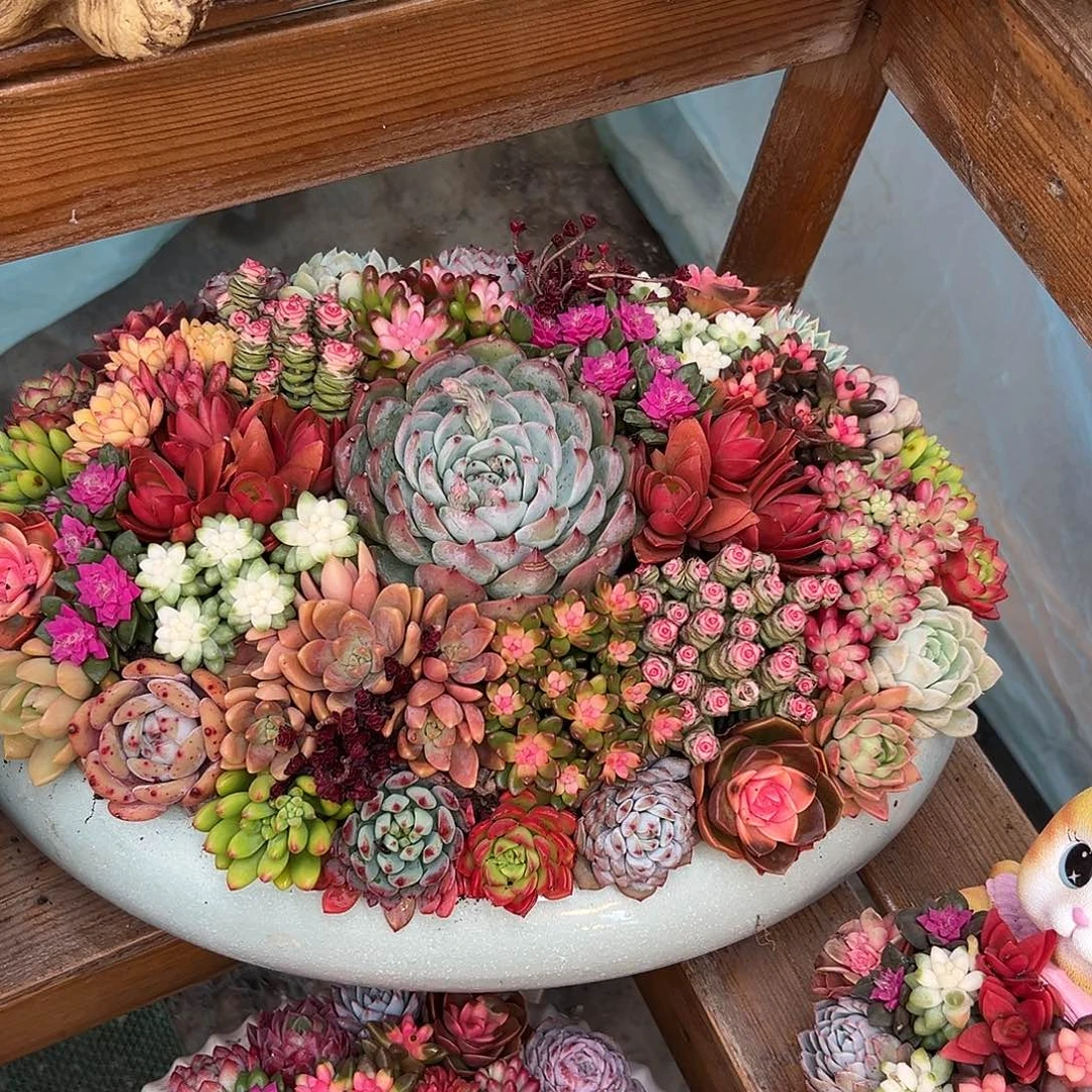 太空舱多肉组合多肉