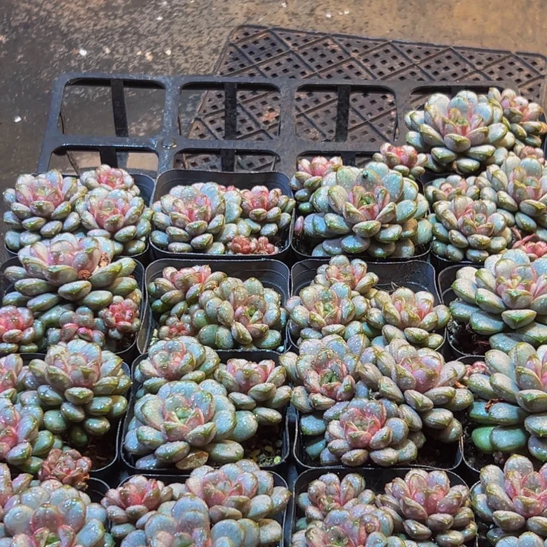 742度的高温下的我也是醉