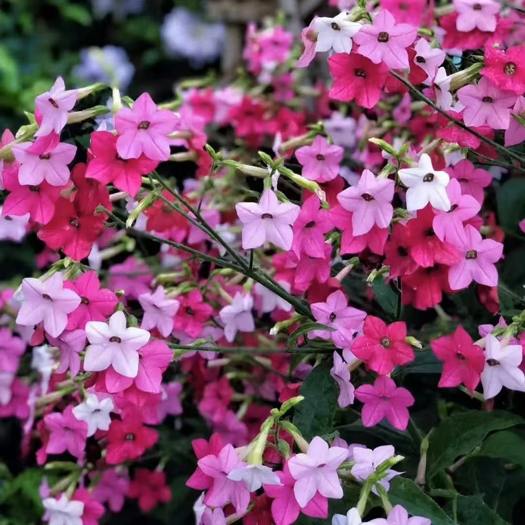 庭院花卉混色花烟草自播爆花机器