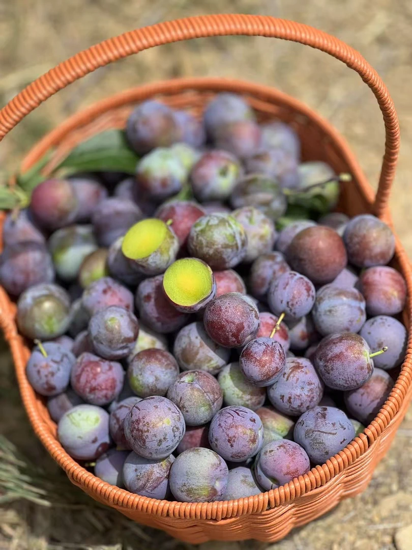 五月脆凤凰李脆甜爽口顺丰快递