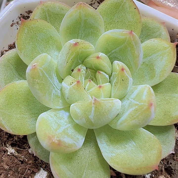 雪花珍妮19包邮多肉植物