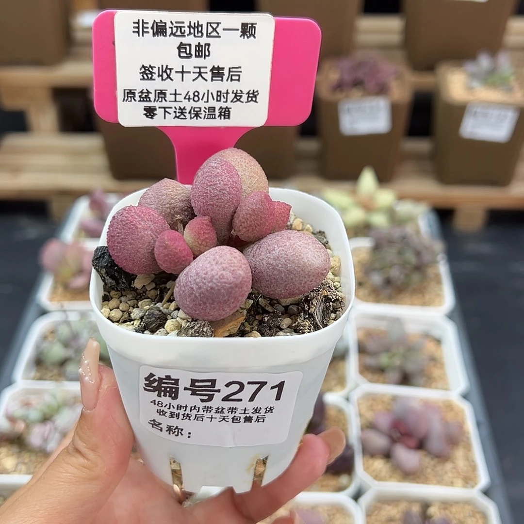271服部多肉植物