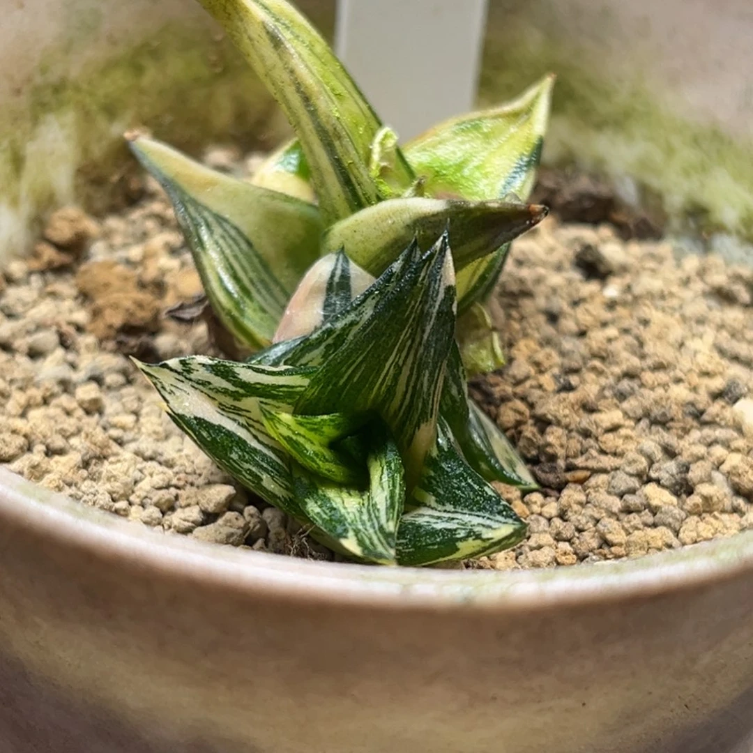 33硬叶三角龙城锦福利专场