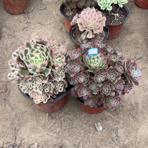 981多肉植物两颗花