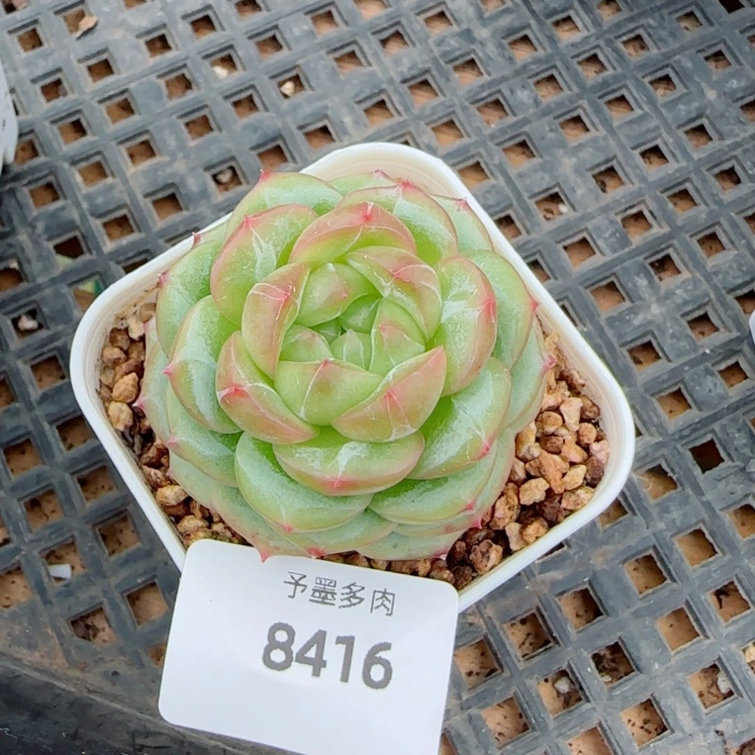 绿体财富密码，8416多肉植物