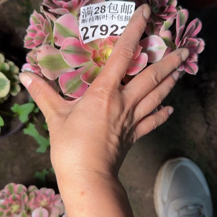 27922南女巫多肉植物