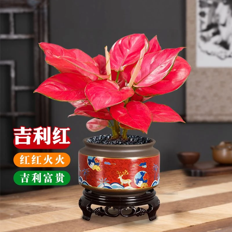 如意皇后盆栽吉利红客厅办公室内花好养四季常青开业送礼桌面绿植