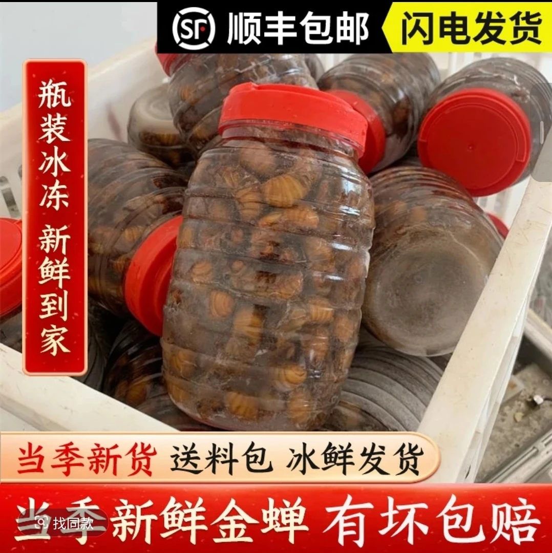 【顺丰包邮】新鲜知了金蝉爬叉猴鸡拉猴速冻发货