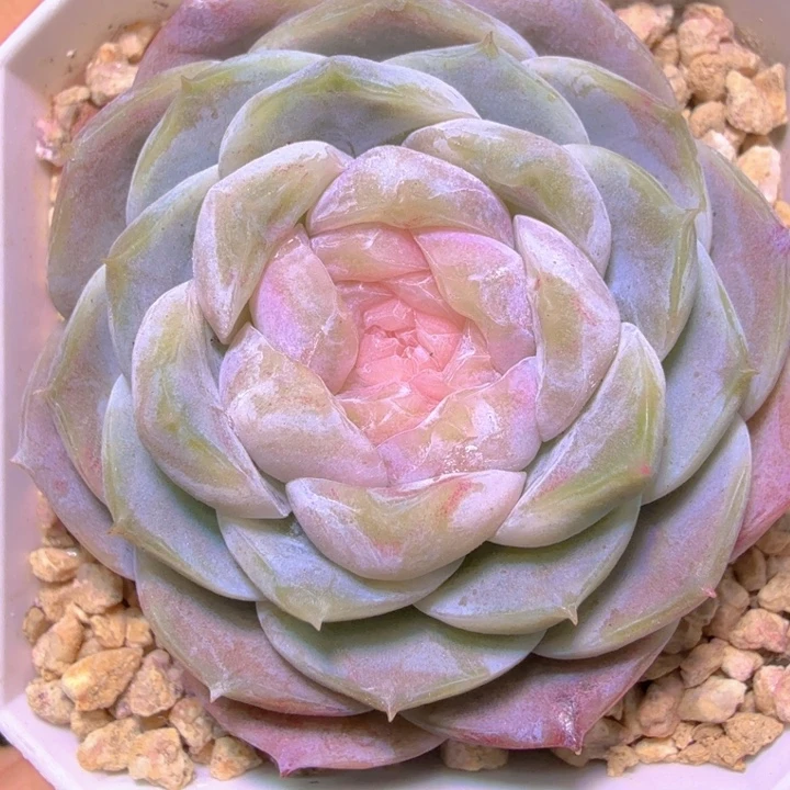 纯爱开播福利啦啦啦啦