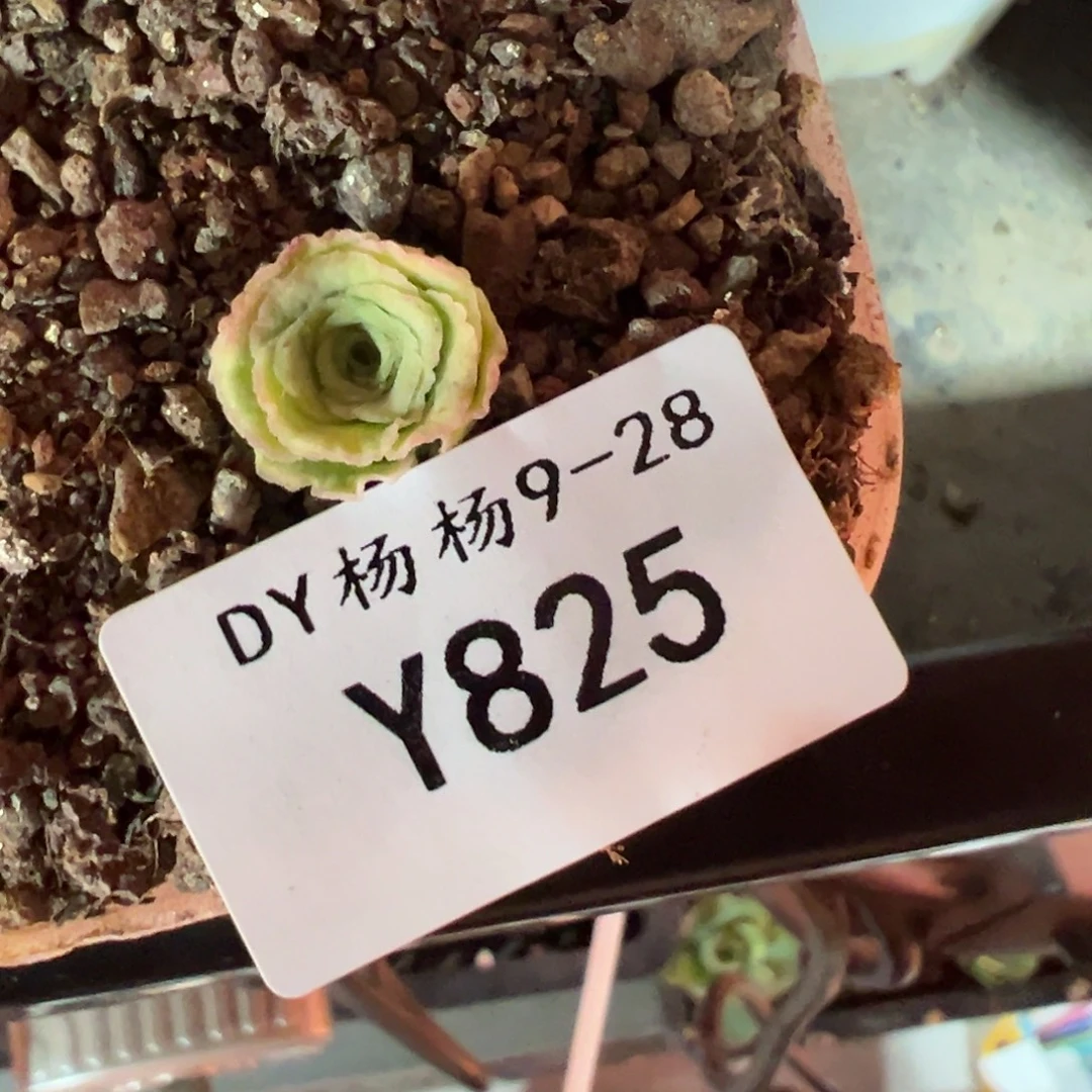 娜***子杨825 清欢侧芽