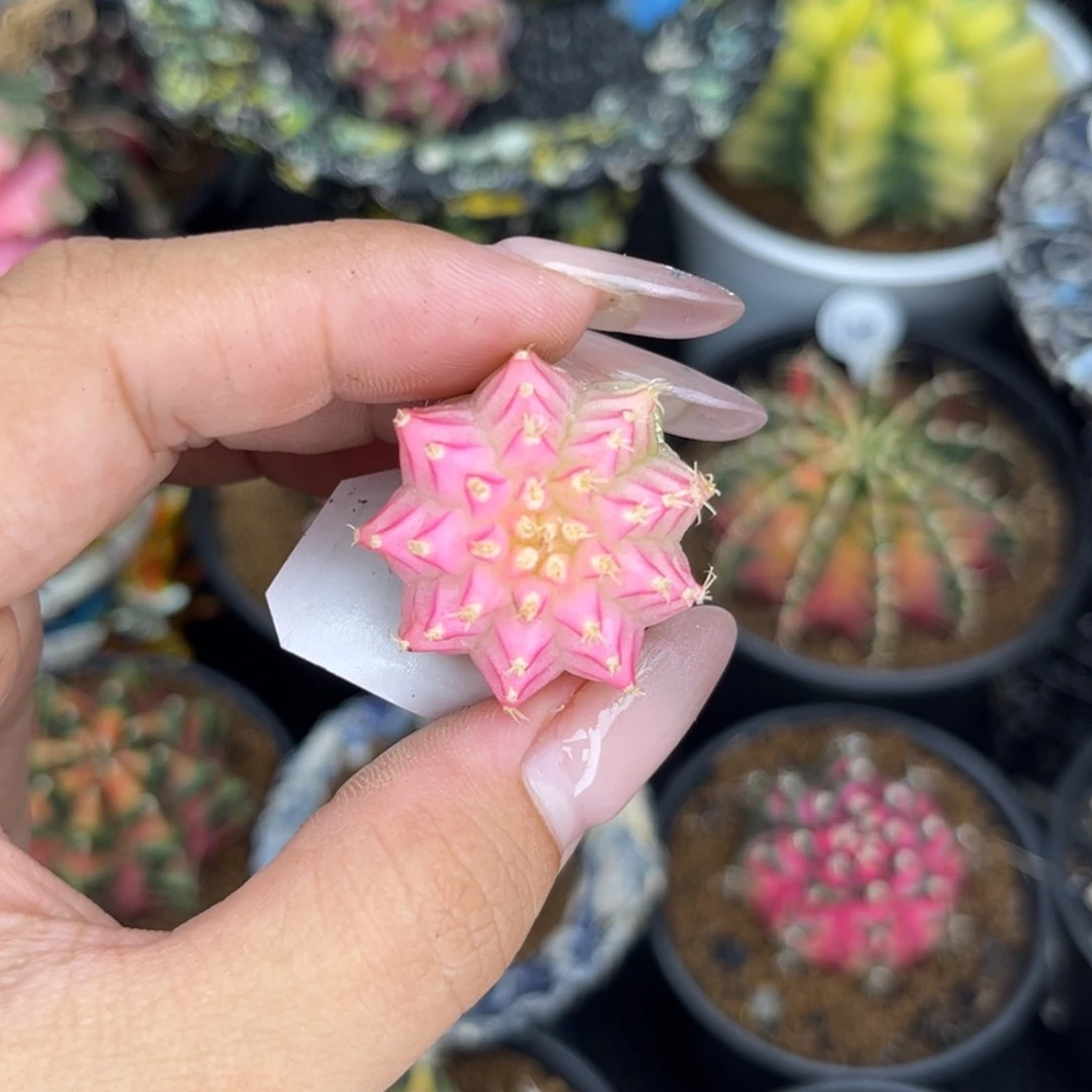泰系米哈锦 实生 裸根发货