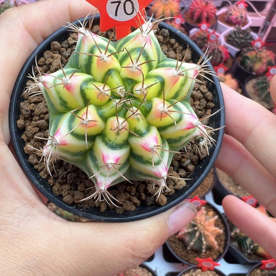 70-花田带盆土发货