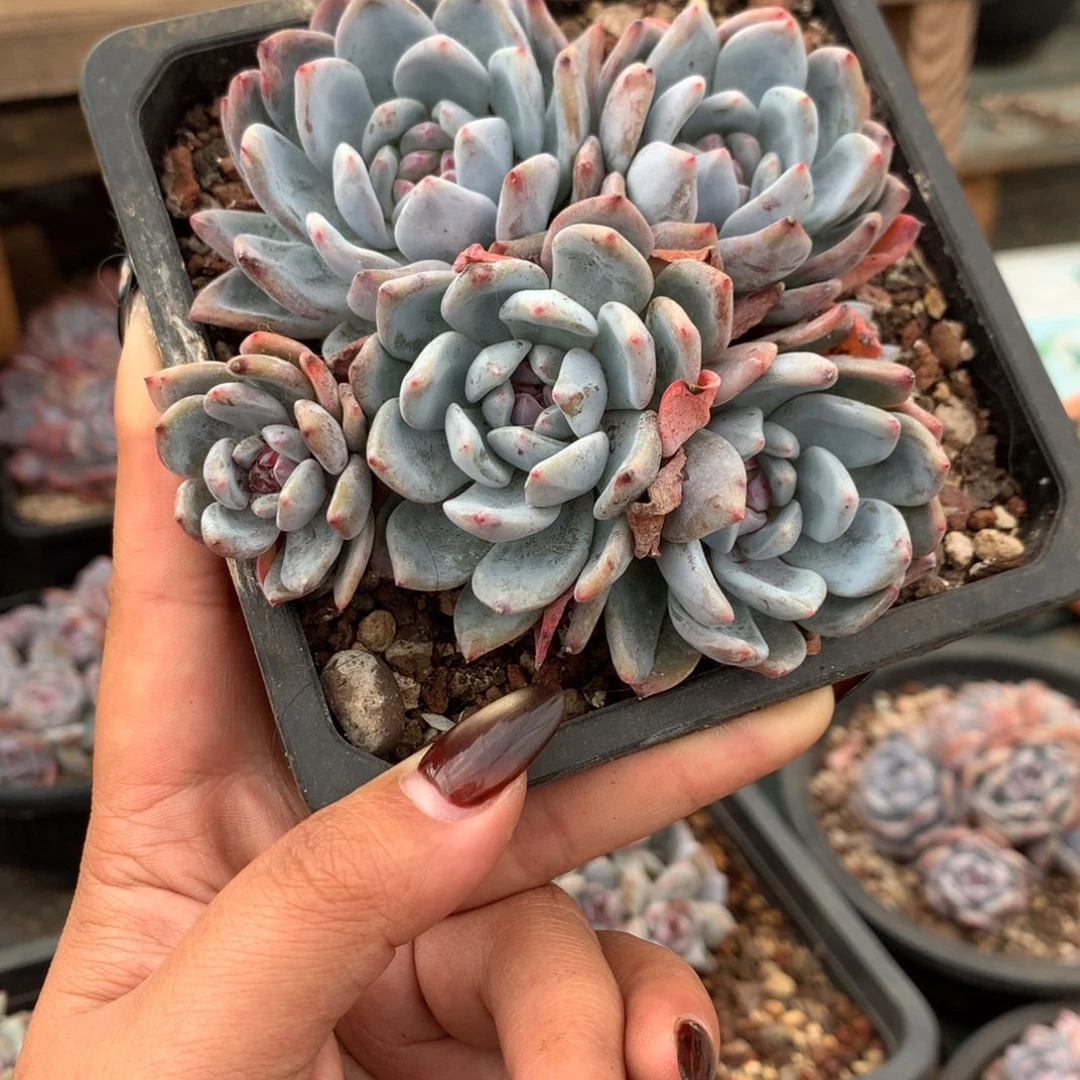 哈哈哈哈哈哈哈29