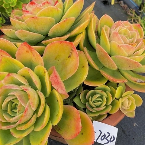 用****7星纳塔群17030