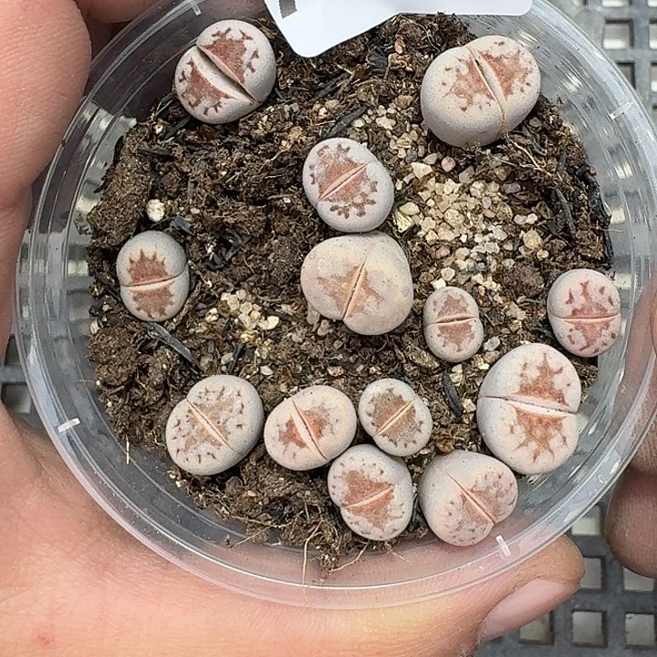 46 多肉植物多肉植物