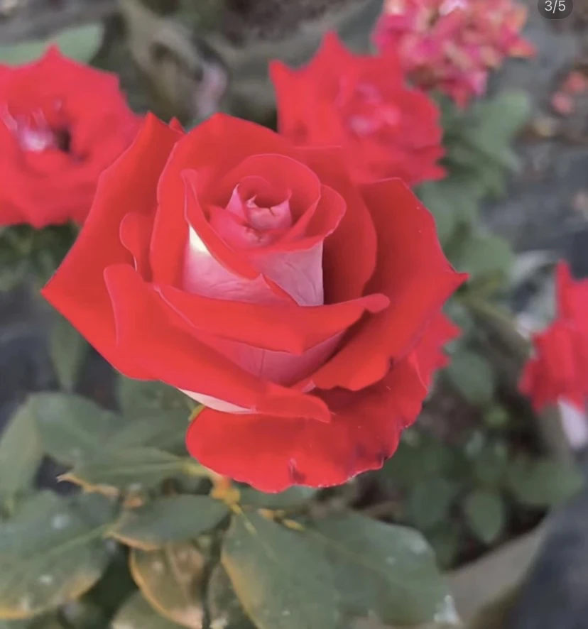 情书双色切花玫瑰月季花期久直立好阳台庭院种植花卉