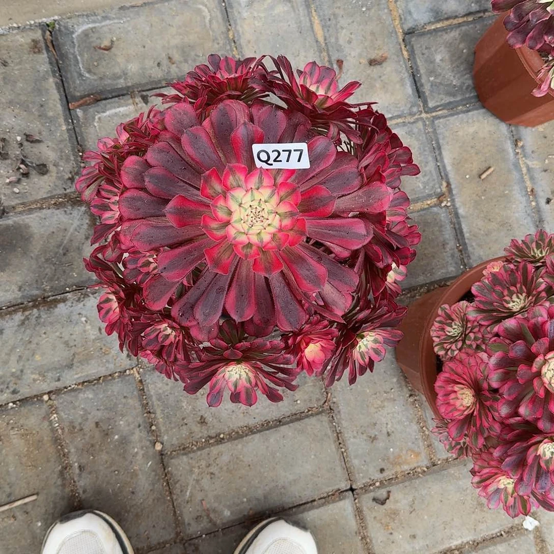 用****9277红铜白44冠服25左右